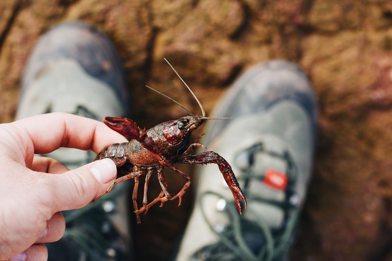 A Burrowing Crawfish Builds These Chimneys A Burrowing Crawfish Builds These Chimneys
