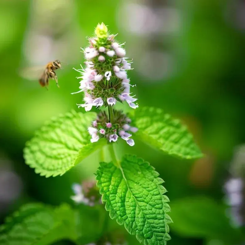A Buzzing Welcome For Pollinators