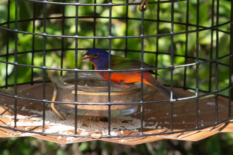 A Caged Feeder That Keeps Bigger Birds Out