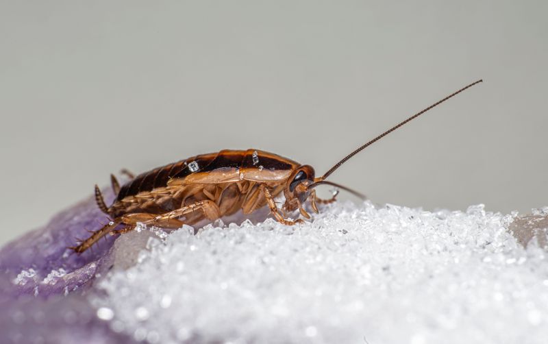 A Careful Pest Check And Cleanup Before The Big Move