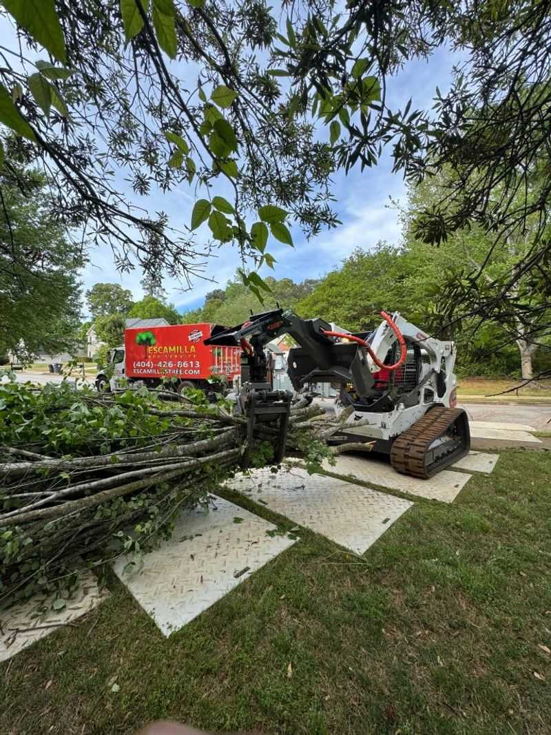 A Certified Arborist Can Assess Trees Too Big To Judge Safely A Certified Arborist Can Assess Trees Too Big To Judge Safely