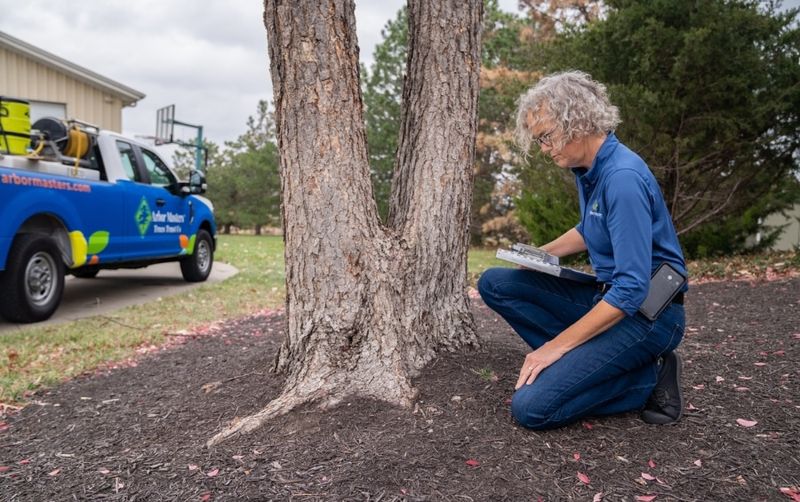 A Certified Arborist Can Be Your Best Storm Recovery Partner A Certified Arborist Can Be Your Best Storm Recovery Partner