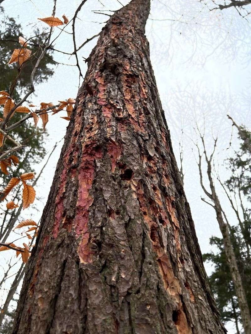 A Certified Arborist Can Confirm The Cause