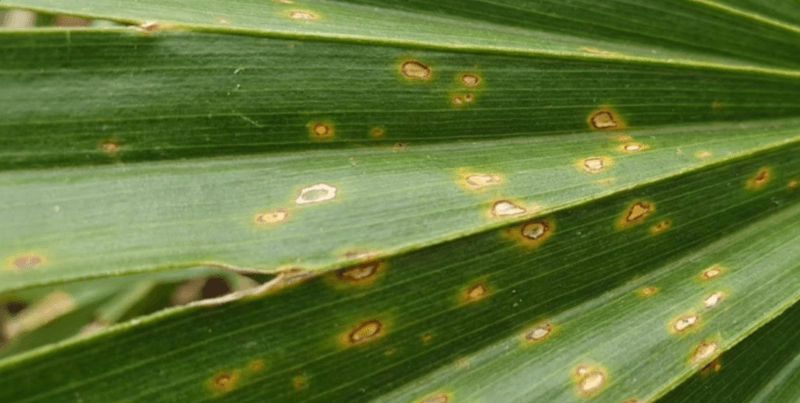 A Check For Nutrient Problems And Disease A Check For Nutrient Problems And Disease