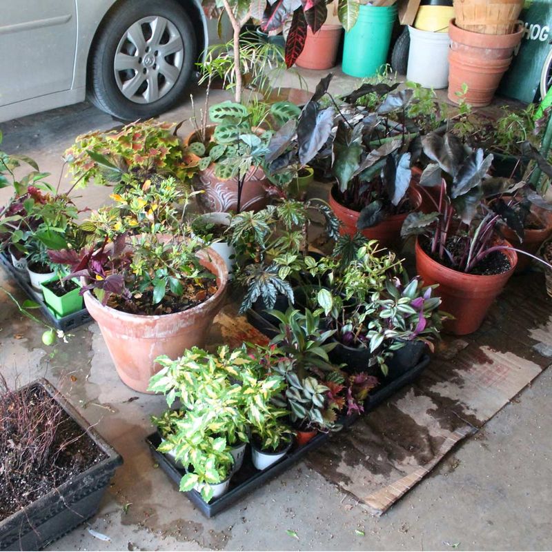 A Chilly Garage Becomes A Winter Bedroom For Potted Perennials A Chilly Garage Becomes A Winter Bedroom For Potted Perennials