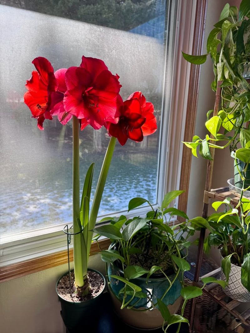 A Chilly Windowsill Slows Amaryllis Stalks To A Crawl