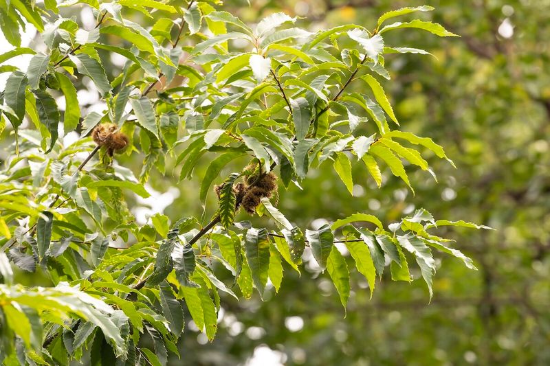 A Citywide Project Hopes To Grow 1,000 Trees