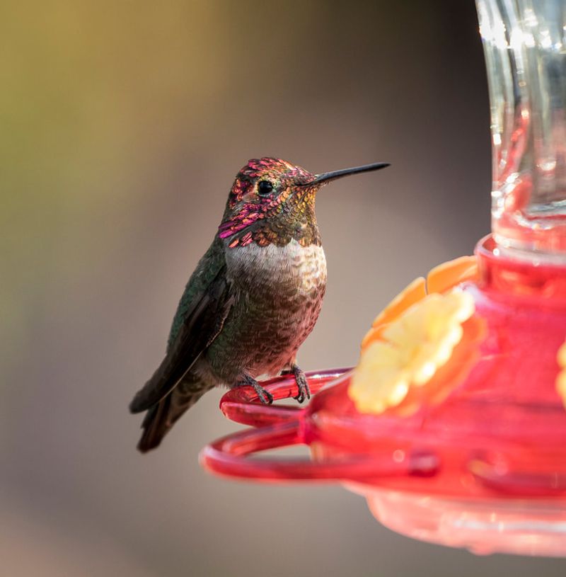 A Clean Sugar-Water Feeder