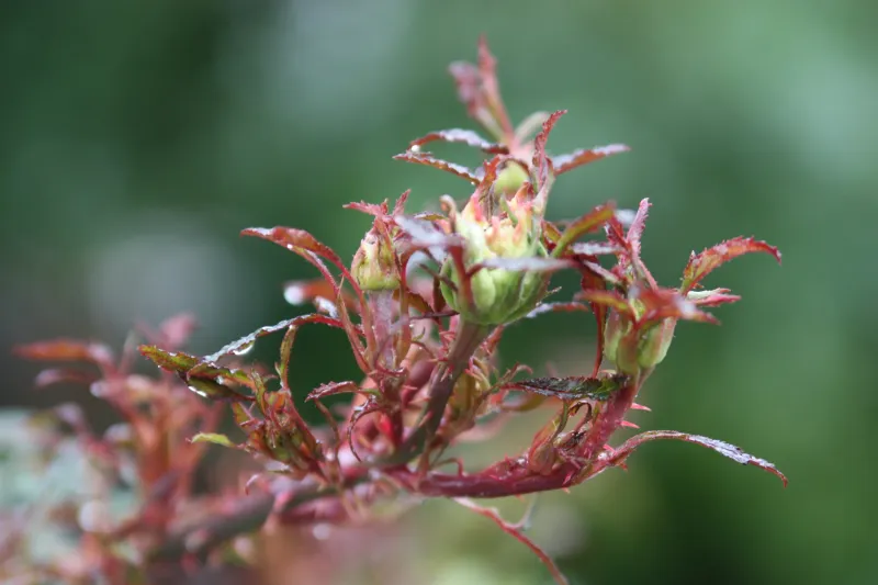 A Close Check For Rose Rosette Disease A Close Check For Rose Rosette Disease
