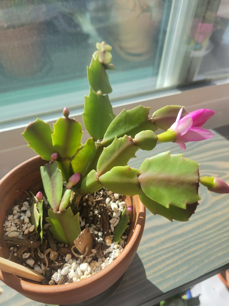 A Close Relative That Flowers Weeks Earlier