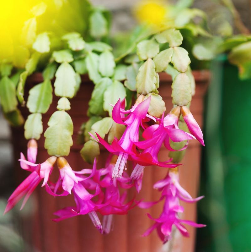 A Cloud Forest Plant Living In A Southern Window