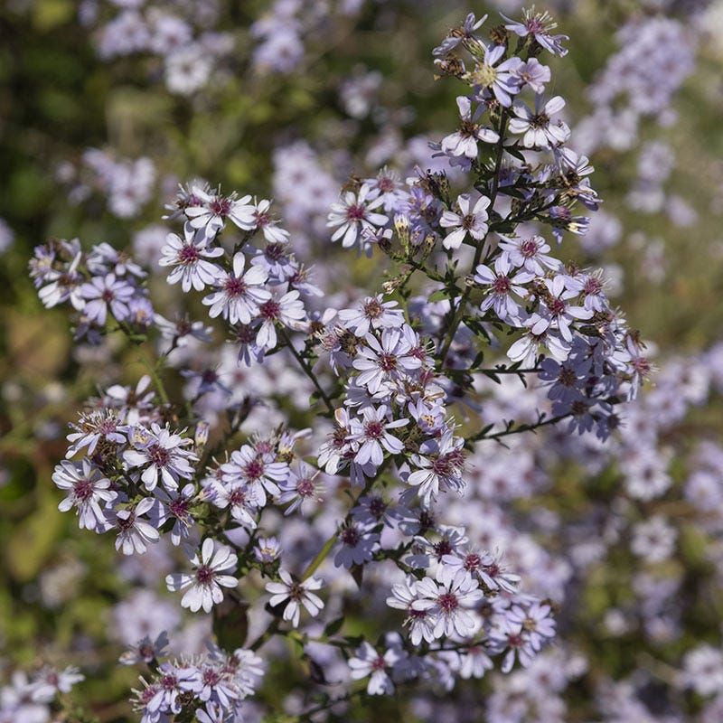 A Cloud Of Blooms When Shade Gardens Fade A Cloud Of Blooms When Shade Gardens Fade