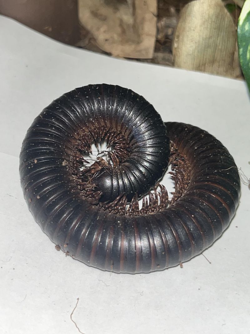 A Coiled Body Lined With Many Legs A Coiled Body Lined With Many Legs