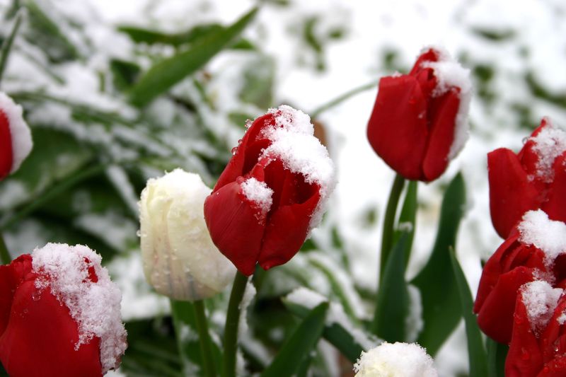 A Cold Winter Rest Builds Strong Flowers