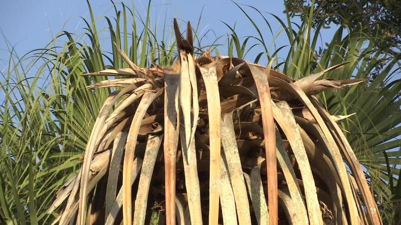 A Collapsed Spear Leaf Means It’s Too Late