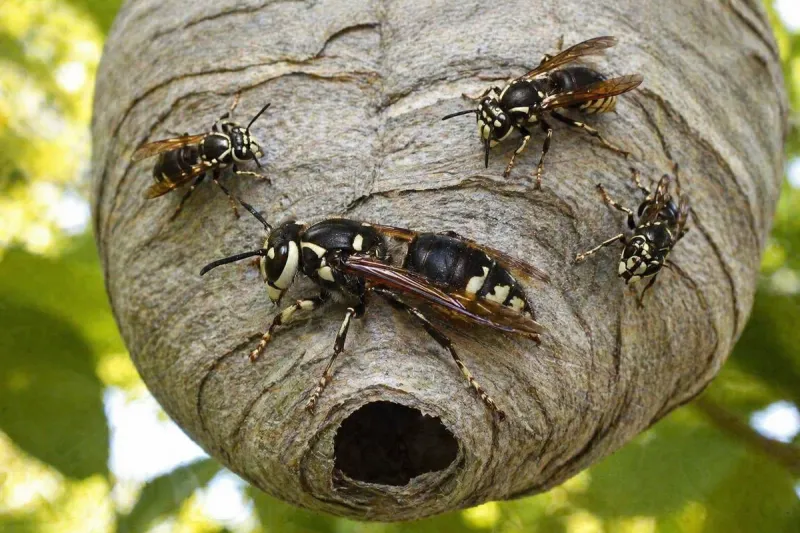 A Colony Of Insects Built It Over One Summer A Colony Of Insects Built It Over One Summer