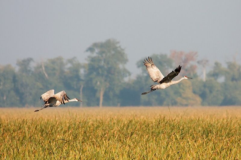 A Comeback Story Worth Protecting