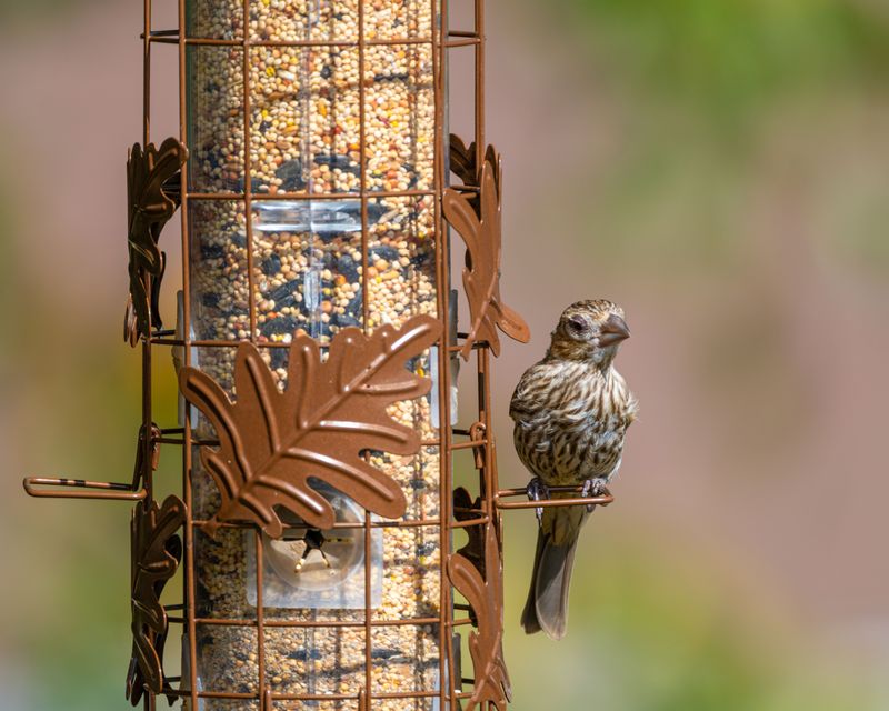 A Common Feeder Mistake In Fall A Common Feeder Mistake In Fall