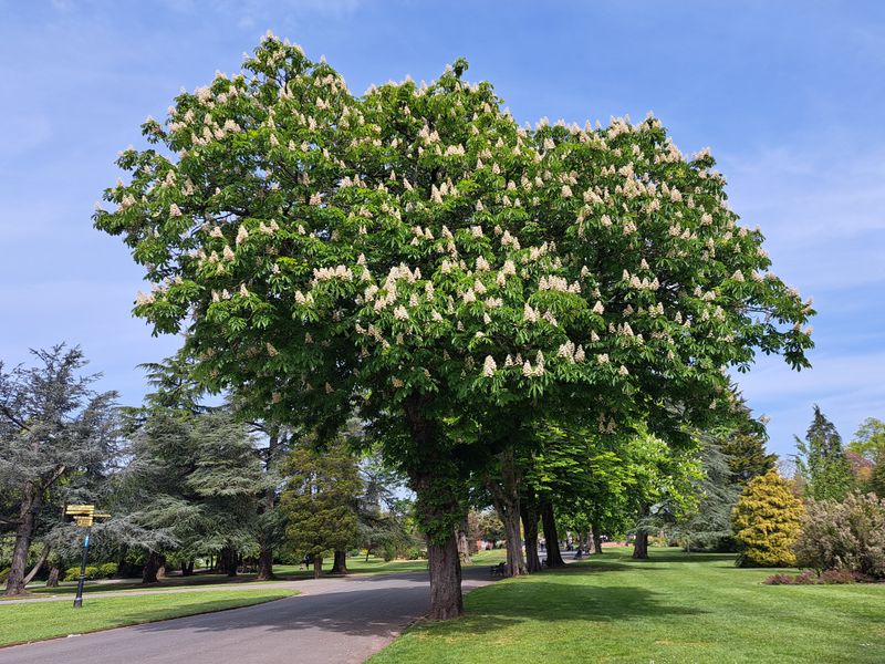 A Common Lookalike Tree A Common Lookalike Tree