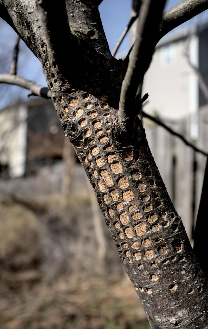 A Common Mistake With Hole-Covered Trees