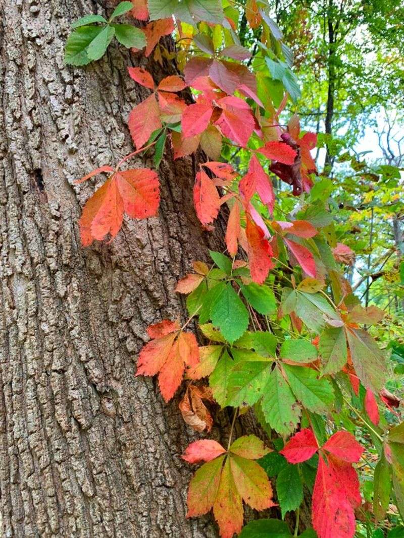 A Common Mistake With Pretty Leaves And Hairy Vines A Common Mistake With Pretty Leaves And Hairy Vines