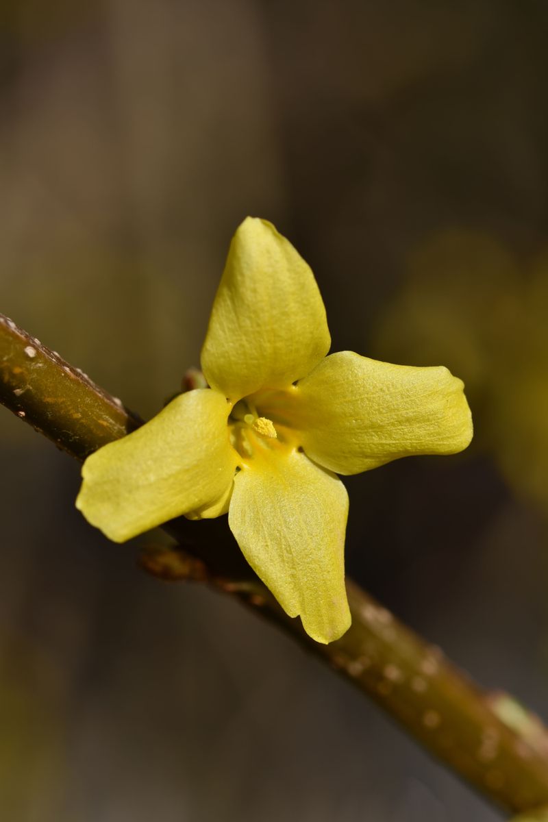 A Common Mix-Up With Forsythia And Spicebush