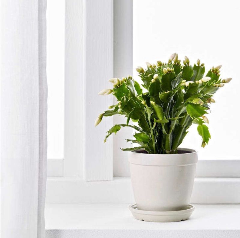 A Common Windowsill Mistake