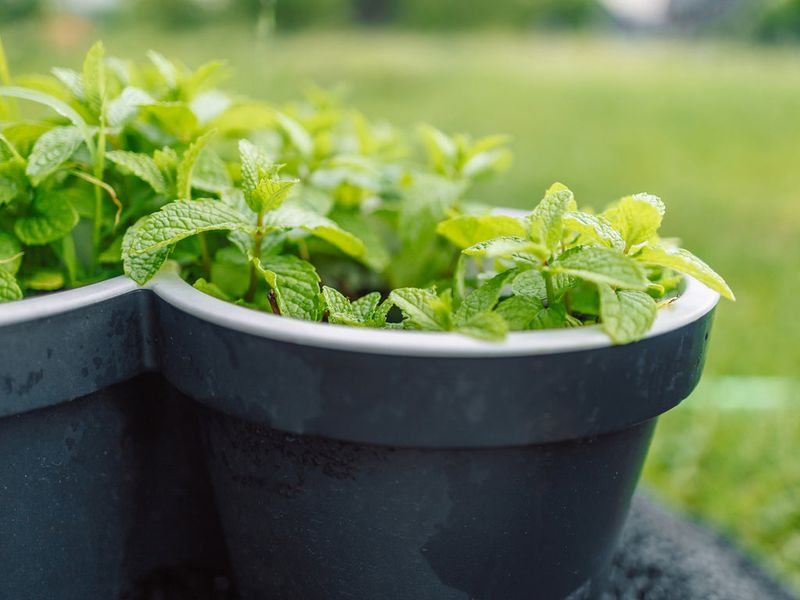 A Container Keeps The Roots In Check A Container Keeps The Roots In Check