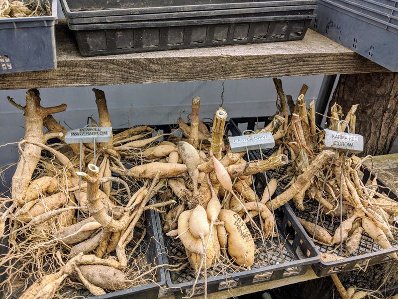 A Cool Basement Box Of Peat Keeps Dahlia Tubers Snug All Winter A Cool Basement Box Of Peat Keeps Dahlia Tubers Snug All Winter