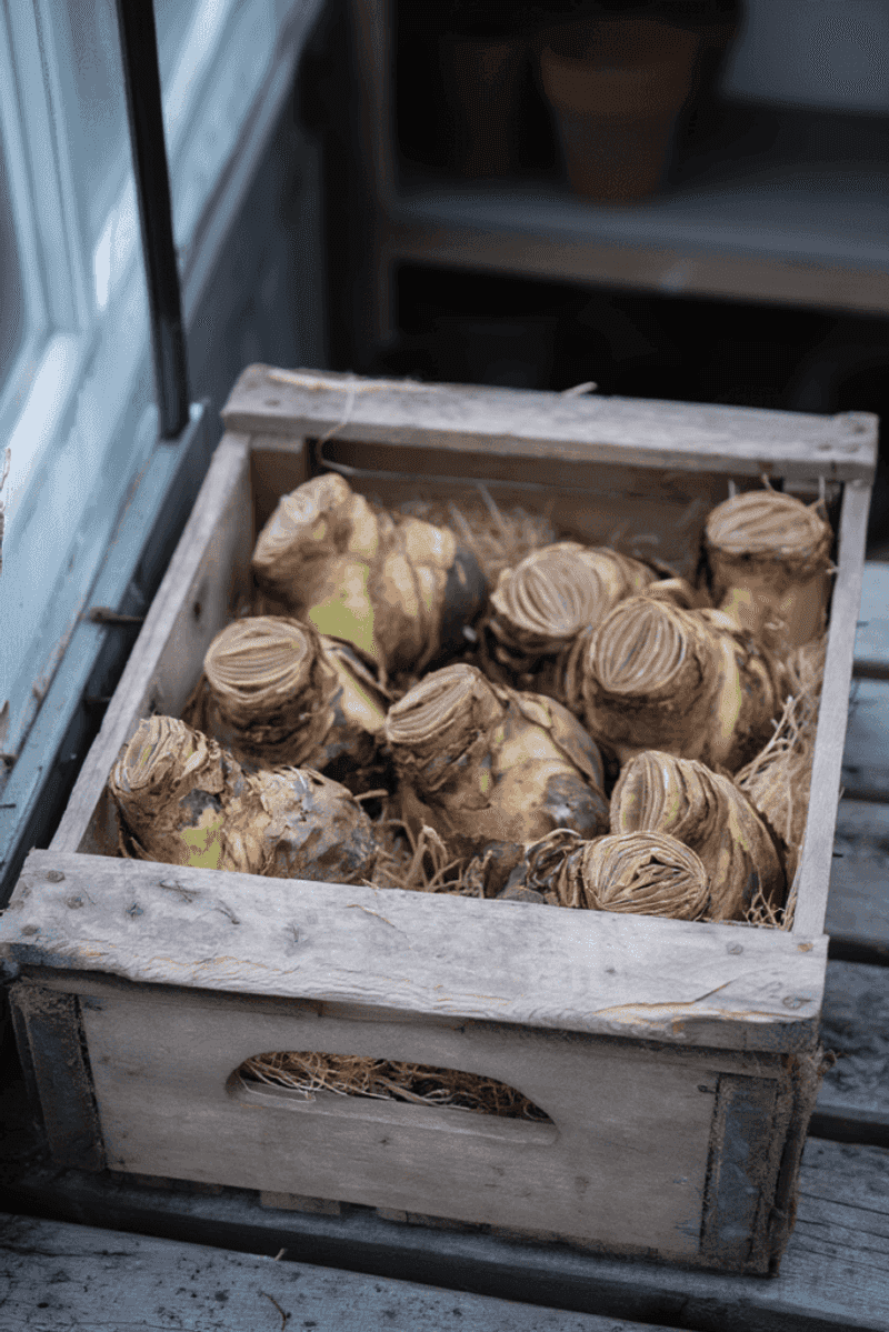 A Cool, Dark Rest Sets Up Next Year's Amaryllis Flowers