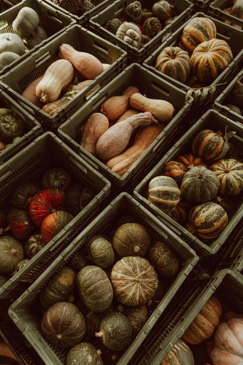 A Cool Dry Closet Keeps Stored Squash Happy A Cool Dry Closet Keeps Stored Squash Happy
