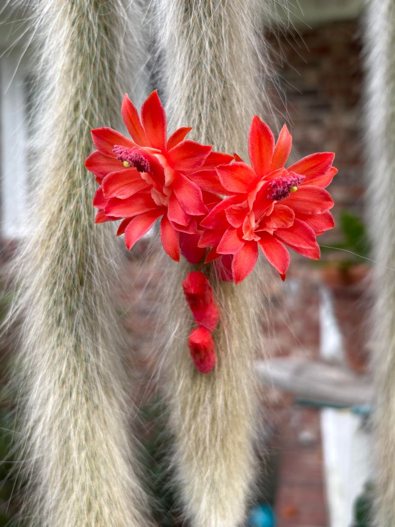 A Cool Dry Winter Rest Helps Red Blooms Appear A Cool Dry Winter Rest Helps Red Blooms Appear