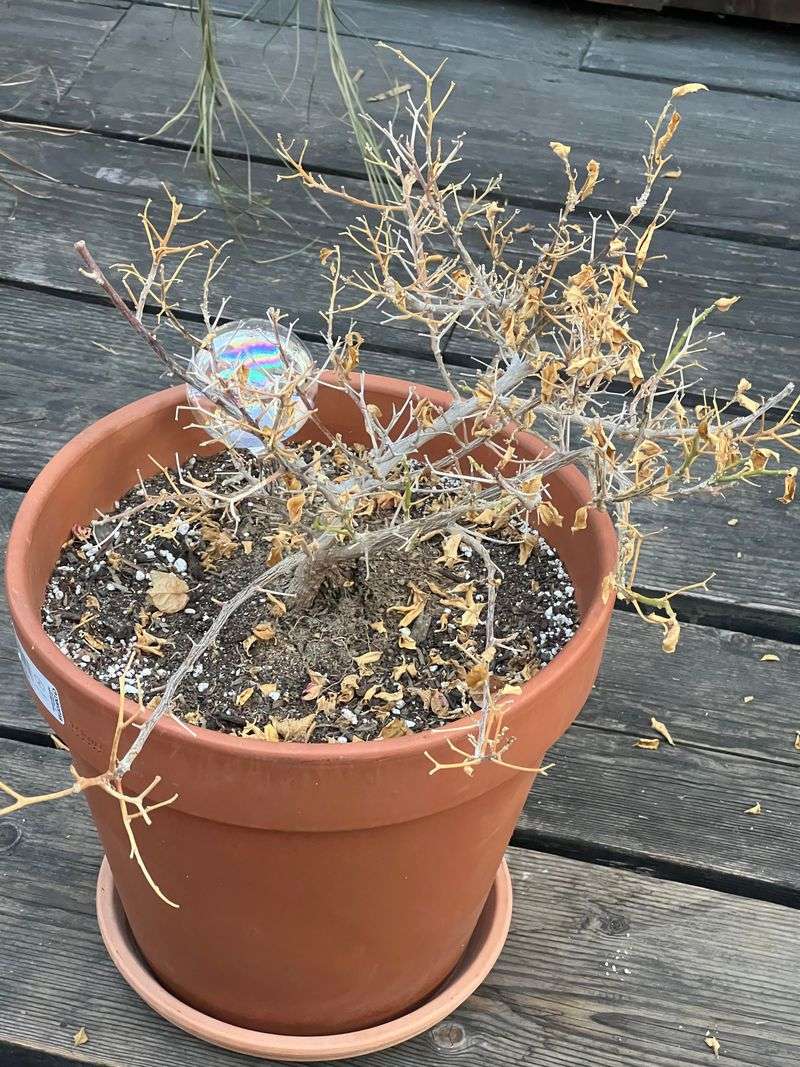 A Cool, Frost-Free Spot Lets It Rest