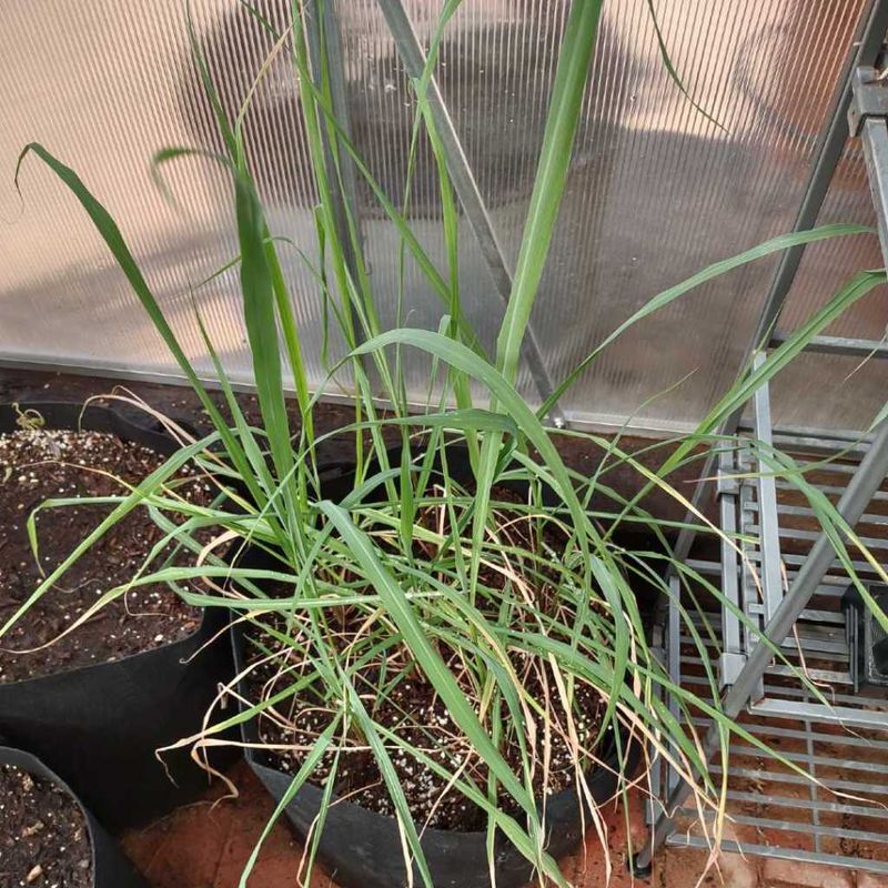 A Cool Garage Lets Potted Lemongrass Snooze Through Winter