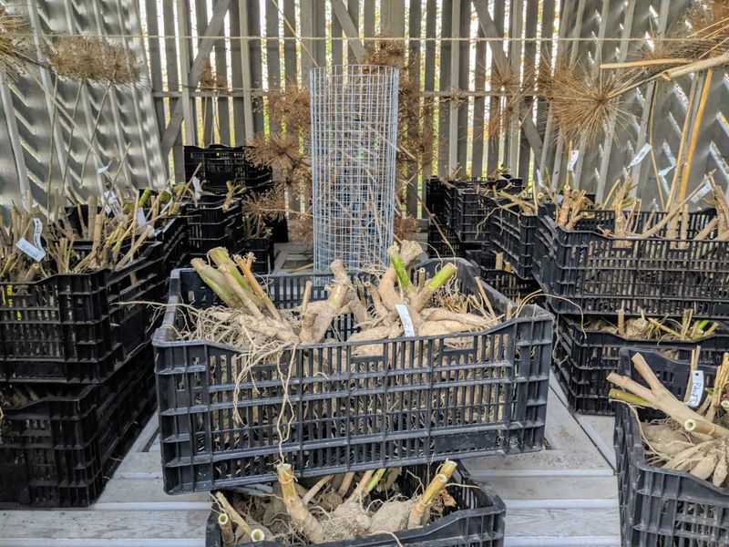 A Cool Storage Spot Helps Keep Tubers In Good Shape Until Spring