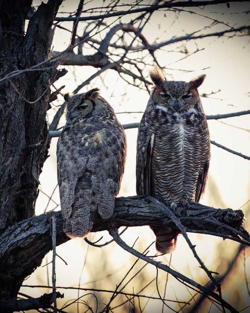 A Courtship Duet That Begins In Late Fall