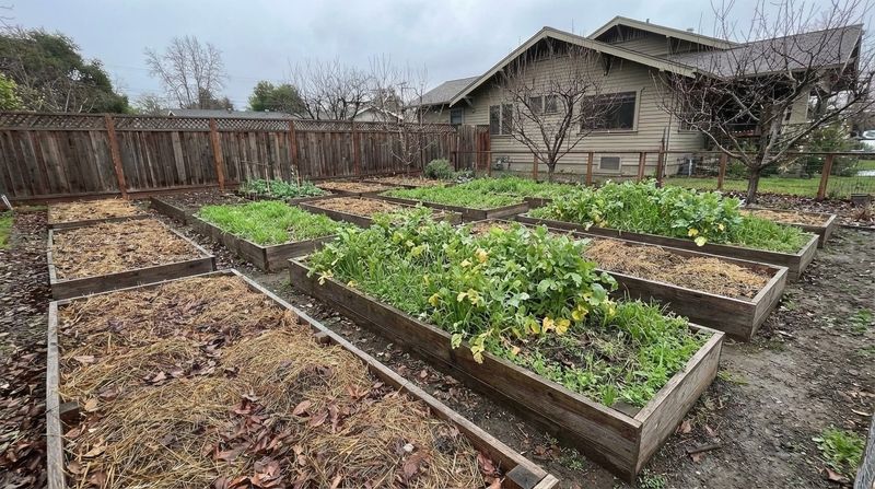 A Cover Crop Or Mulch For Empty Beds A Cover Crop Or Mulch For Empty Beds