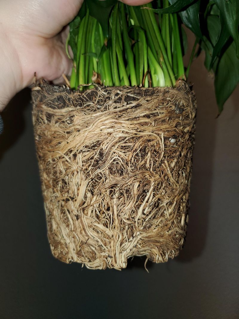 A Cramped Pot Can Run Dry Overnight