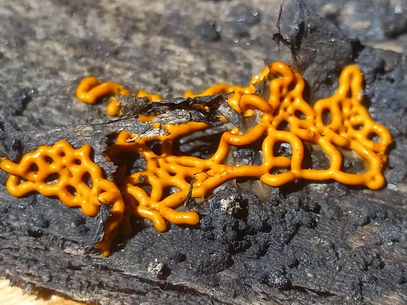 A Creeping Yellow Slime Mold Builds Those Twists From Its Own Veins A Creeping Yellow Slime Mold Builds Those Twists From Its Own Veins