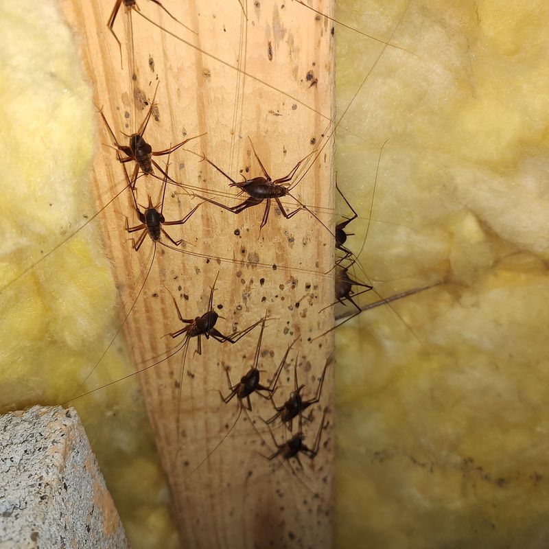 A Crowd Of Them Usually Signals A Moisture Problem