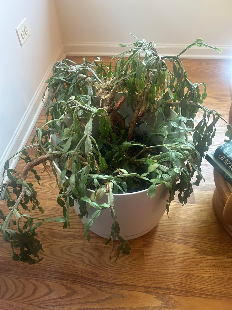 A Crowded, Compacted Root Mass Can Cause Wilting