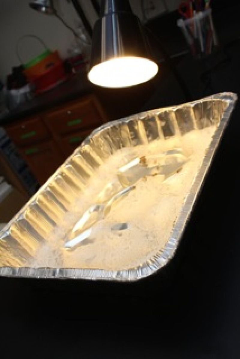 A Desk Lamp Pointed Into The Pan Is The Lure