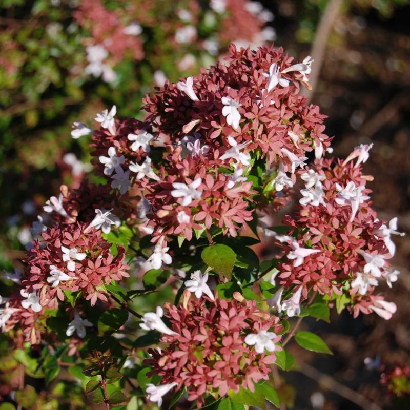 A Different Shrub In The Same Spot Lowers The Risk Next Time