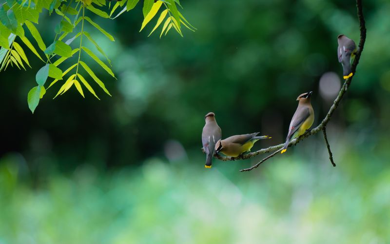 A Dozen Waxwings Lined Up To Take Their Turn