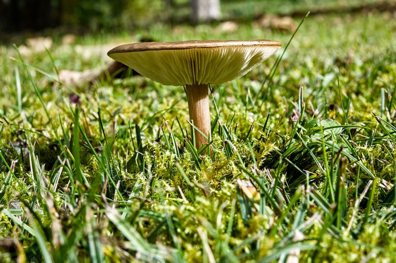 A Drier Yard Brings Fewer Surprise Visitors Next Fall