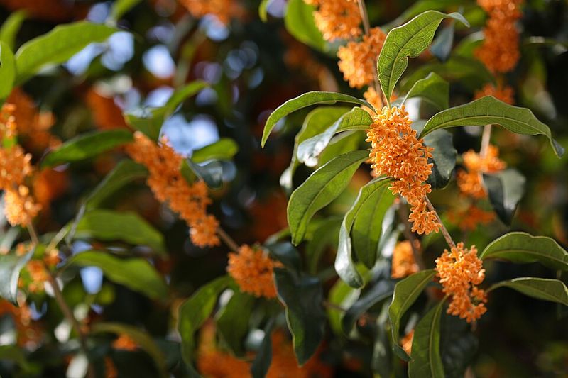 A Fall Blooming Season With Bonus Rounds A Fall Blooming Season With Bonus Rounds