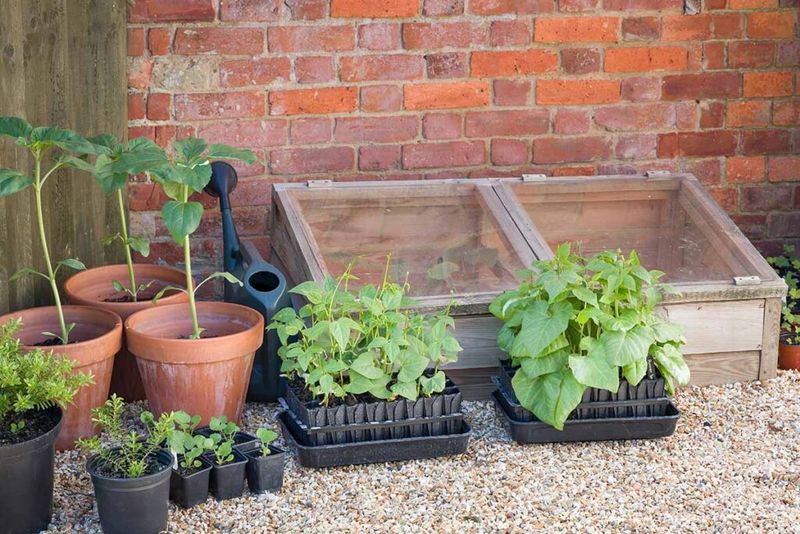 A Fall Garden Plan Built Around City Warmth