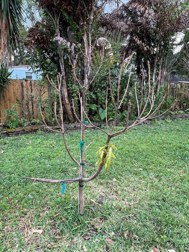 A Fall Pruning Can Cost You Next Year's Crop