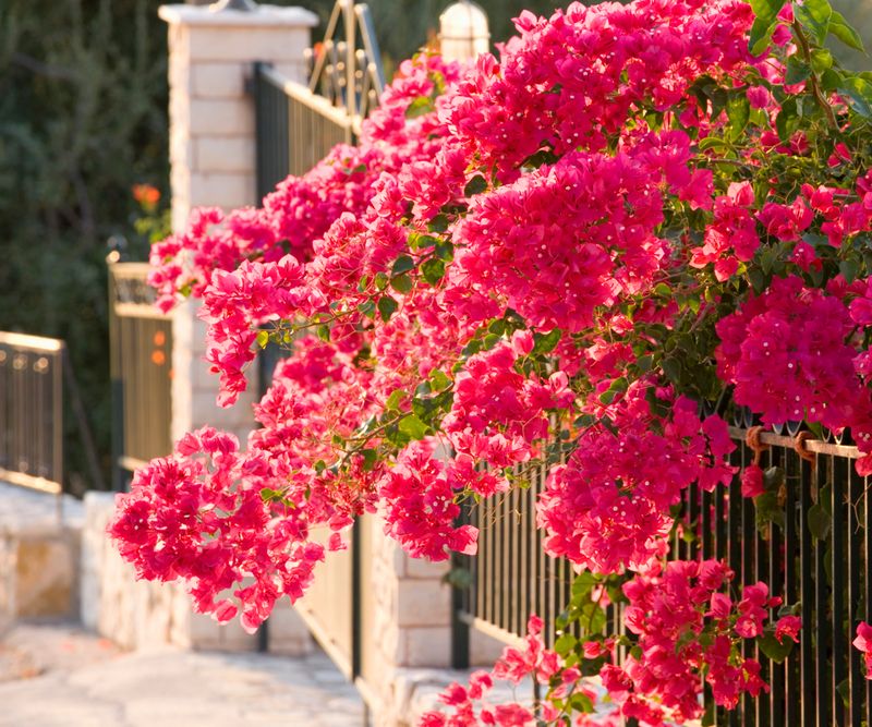 A Fall Pruning Can Mean Fewer Flowers This Winter