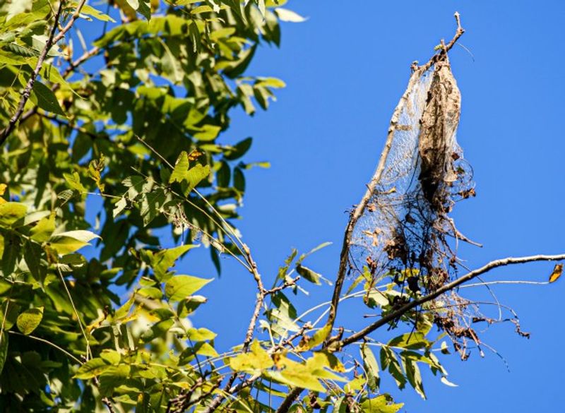 A Fall Webworm Tent Wrapped Around Branch Tips A Fall Webworm Tent Wrapped Around Branch Tips